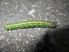 Sphinx morio arestus