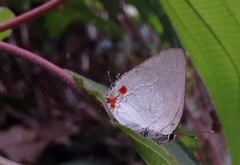 Strephonota cyllarissus