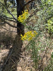 Senecio riddellii