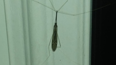 Brachypremna dispellens