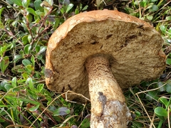Leccinum manzanitae