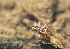 Microvelia americana