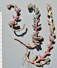 Sedum patens