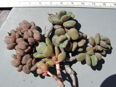 Sedum patens