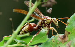Polistes aurifer