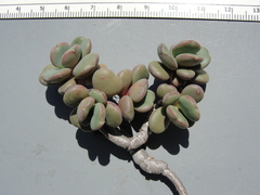 Sedum patens