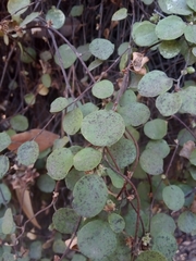 Muehlenbeckia complexa