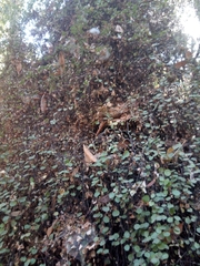 Muehlenbeckia complexa