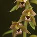 Broad-leafed Helleborine - Photo (c) AnneTanne, some rights reserved (CC BY-NC)