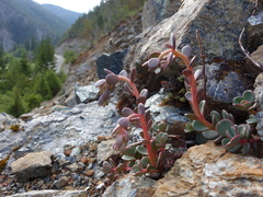 Sedum patens
