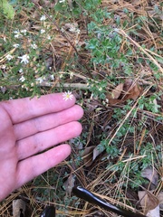Symphyotrichum depauperatum