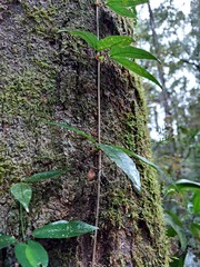Bignonieae