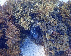 Eupetrichthys angustipes