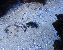 Eupetrichthys angustipes