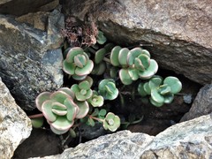 Sedum patens