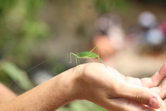 Scopiorinus fragilis