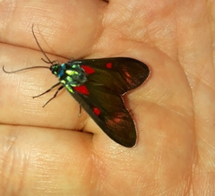 Cyanopepla fastuosa