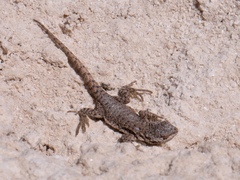 Liolaemus rosenmanni