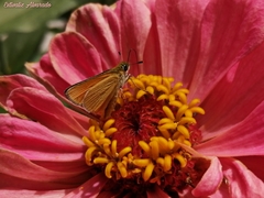 Copaeodes aurantiaca