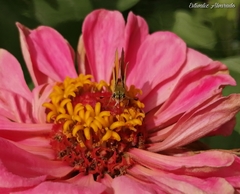 Copaeodes aurantiaca