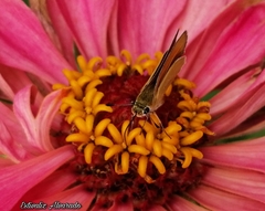 Copaeodes aurantiaca