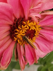 Copaeodes aurantiaca