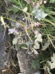 Golovinomyces sonchicola