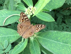 Junonia lemonias