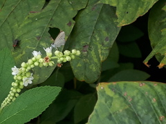 Zizula hylax pygmaea