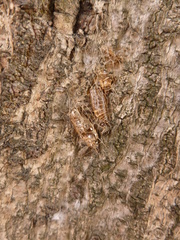 Sangalopsis microleuca