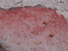 Archaea
