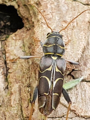 Split-necked Neoclytus