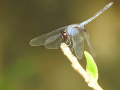 Trithemis festiva