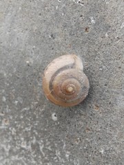 Bradybaena similaris