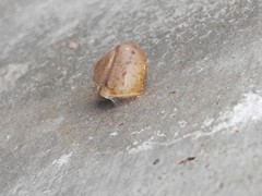 Bradybaena similaris