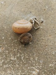 Bradybaena similaris