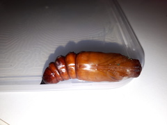 Acherontia
