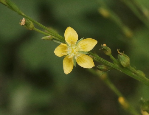 New Mexico yellow flax (Linum neomexicanum)