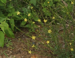 Linum neomexicanum