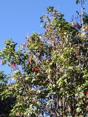 Erythrina rubrinervia
