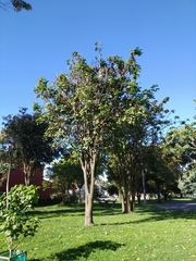 Erythrina rubrinervia