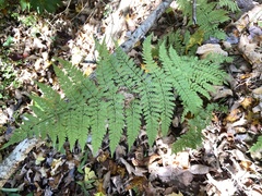 Dryopteris campyloptera