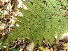 Dryopteris campyloptera