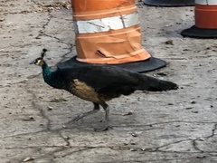 Pavo cristatus × muticus