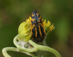Acmaeodera amplicollis
