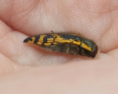 Acmaeodera amplicollis