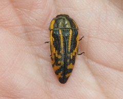 Acmaeodera amplicollis