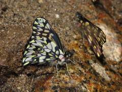 Catasticta philone variabilis