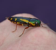 Buprestis rufipes