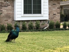 Pavo cristatus × muticus